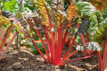 Load image into Gallery viewer, Swiss Chard, Ruby Red
