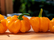 Load image into Gallery viewer, Pepper, Orange Scotch Bonnet