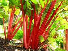 Load image into Gallery viewer, Swiss Chard, Ruby Red