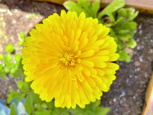 Load image into Gallery viewer, Marigold, Pacific Beauty