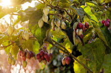 Load image into Gallery viewer, TAMARILLO, Tree Tomato Seeds