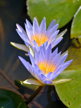 Load image into Gallery viewer, Water Lily, Blue