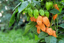 Load image into Gallery viewer, Pepper, Habanero Mix