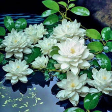 Load image into Gallery viewer, Lotus, Bowl