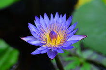Load image into Gallery viewer, Water Lily, Blue