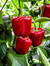 Load image into Gallery viewer, Pepper, Yolo Wonder Sweet Red Bell