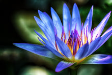 Load image into Gallery viewer, Water Lily, Blue
