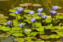 Load image into Gallery viewer, Water Lily, Blue