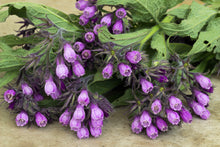 Load image into Gallery viewer, Comfrey