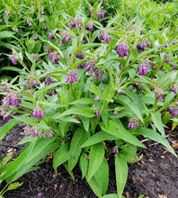 Load image into Gallery viewer, Comfrey
