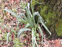 Load image into Gallery viewer, Soap Plant, Wavy Leafed