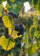 Load image into Gallery viewer, Grape, Southern Home