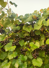 Load image into Gallery viewer, Grape, Southern Home