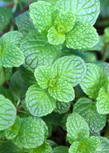 Load image into Gallery viewer, Spearmint