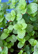 Load image into Gallery viewer, Spearmint