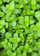 Load image into Gallery viewer, Spearmint
