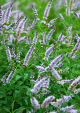 Load image into Gallery viewer, Spearmint