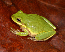 Load image into Gallery viewer, Squirrel Tree Frogs