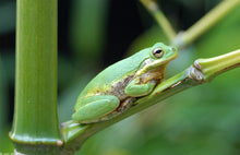 Load image into Gallery viewer, Squirrel Tree Frogs