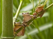 Load image into Gallery viewer, Squirrel Tree Frogs