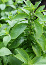 Load image into Gallery viewer, Stevia