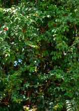 Load image into Gallery viewer, Surinam Cherry