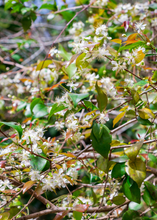 Load image into Gallery viewer, Surinam Cherry
