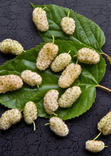 Load image into Gallery viewer, Mulberry, Tehama White
