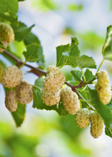 Load image into Gallery viewer, Mulberry, Tehama White