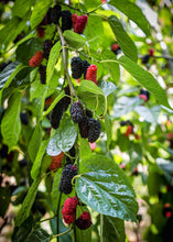 Load image into Gallery viewer, Mulberry, Everbearing