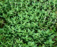 Load image into Gallery viewer, Thyme
