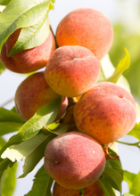 Load image into Gallery viewer, Peach, Tropic Beauty