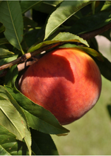 Load image into Gallery viewer, Peach 'UF Sun' (Prunus persica)