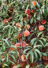 Load image into Gallery viewer, Peach 'UF Sun' (Prunus persica)