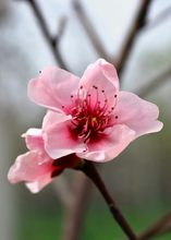 Load image into Gallery viewer, Peach 'UF Sun' (Prunus persica)