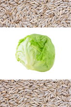 Load image into Gallery viewer, Lettuce, Iceberg