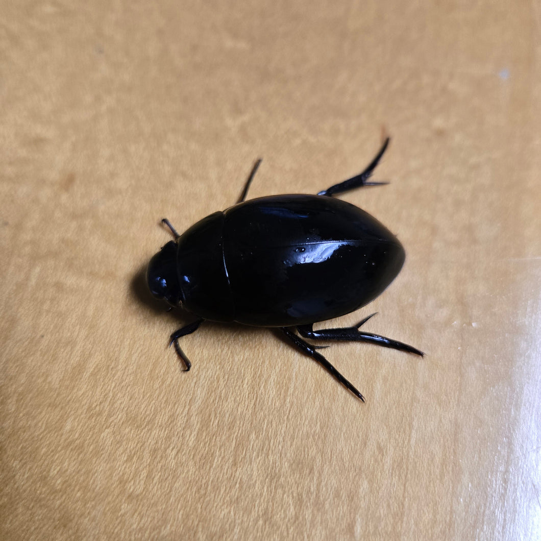 Live Water Scavenger Beetles