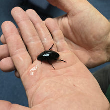 Load image into Gallery viewer, Live Water Scavenger Beetles