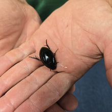 Load image into Gallery viewer, Live Water Scavenger Beetles