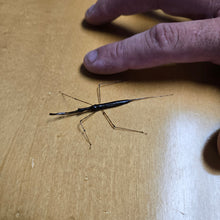 Load image into Gallery viewer, Live Water Scorpions