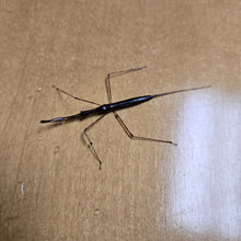 Load image into Gallery viewer, Live Water Scorpions