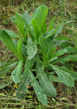 Load image into Gallery viewer, Lettuce, Wild