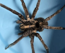 Load image into Gallery viewer, Wolf Spiders