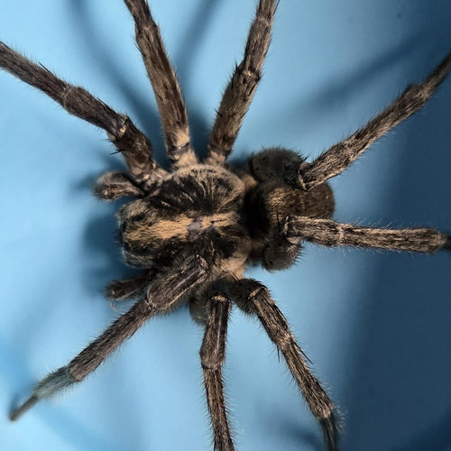 Wolf Spiders