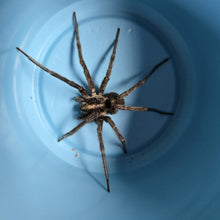 Load image into Gallery viewer, Wolf Spiders