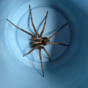 Wolf Spiders