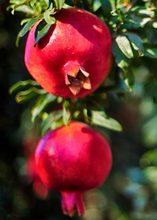 Load image into Gallery viewer, Pomegranate, Wonderful