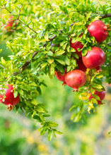 Load image into Gallery viewer, Pomegranate, Wonderful