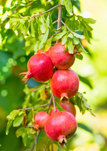 Load image into Gallery viewer, Pomegranate, Wonderful