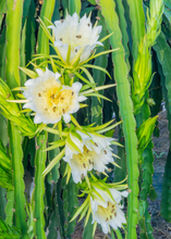 Load image into Gallery viewer, Dragon Fruit, Yellow